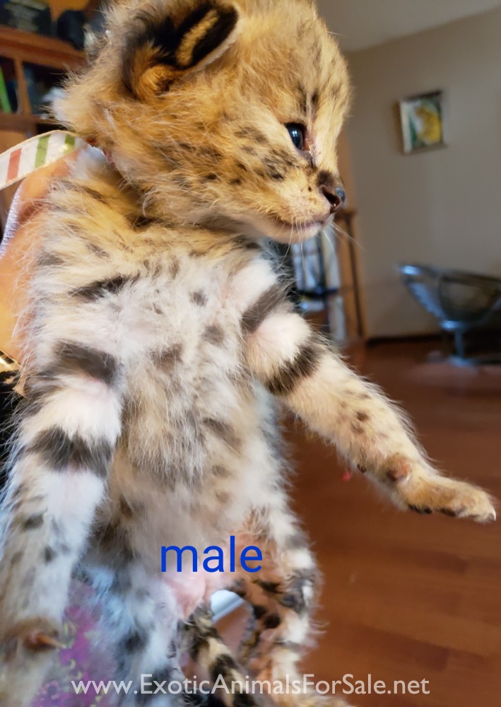 Servals For Sale