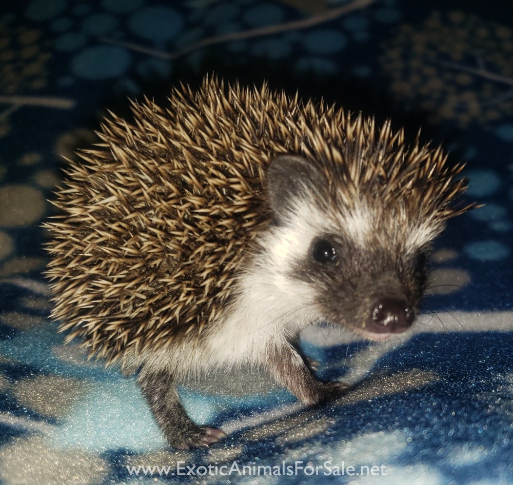 Baby hedgehogs! Oklahoma for Sale