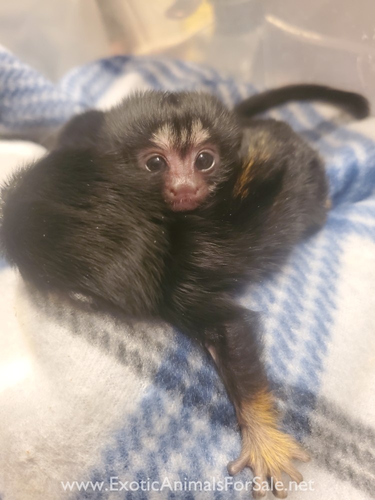 Red hand tamarin monkey babies for Sale