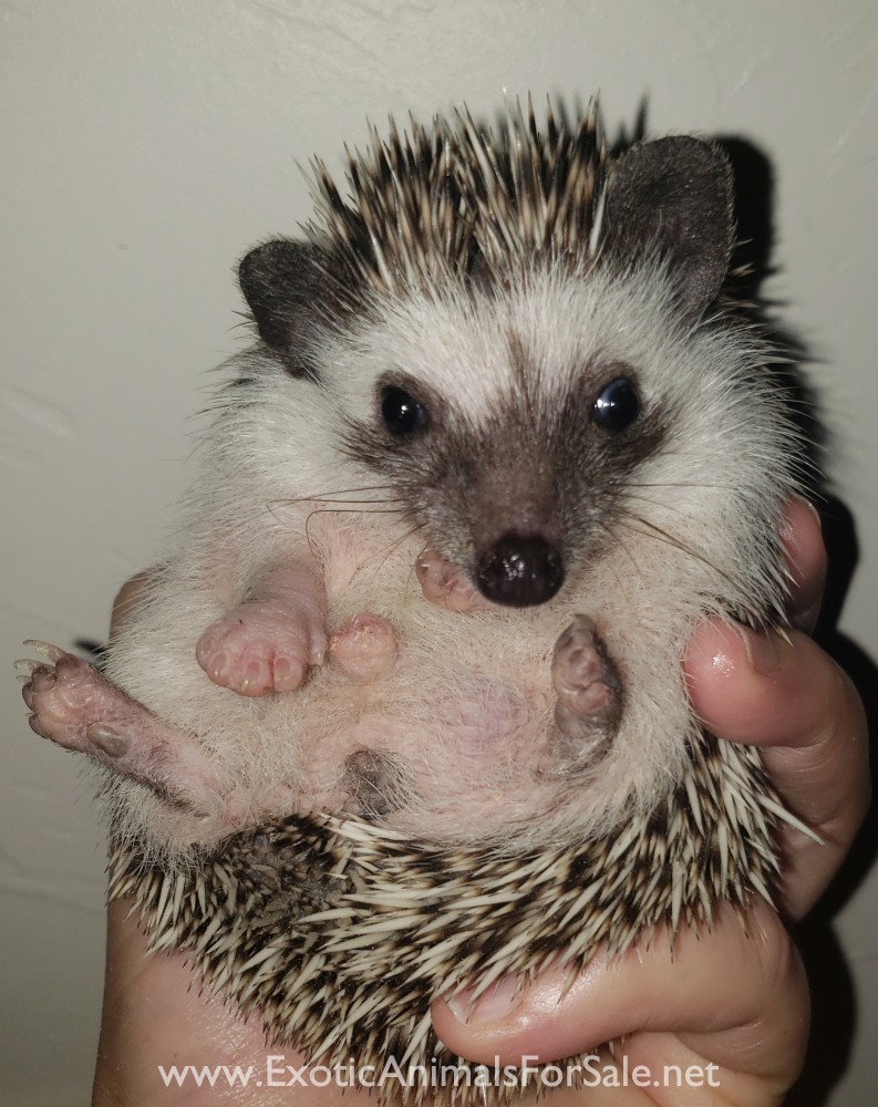 Baby hedgehogs! Located in Oklahoma. for Sale