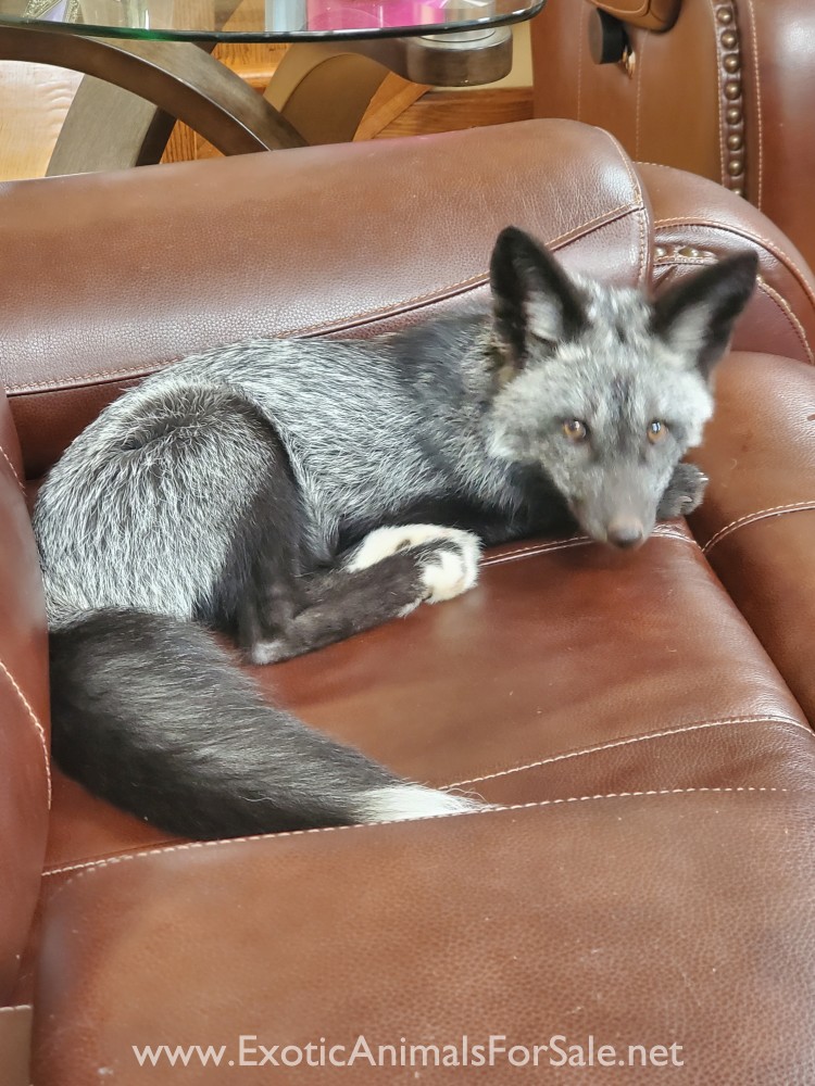 Grey fox for Sale