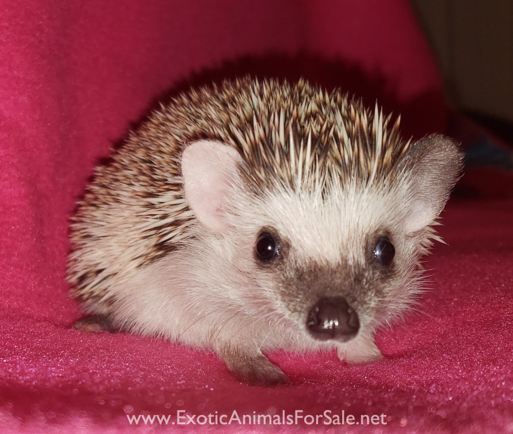 Baby Hedgehogs! Located in Oklahoma for Sale