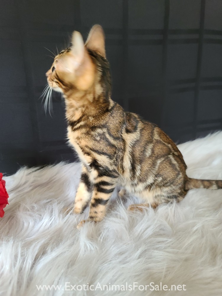 Bengals for Sale