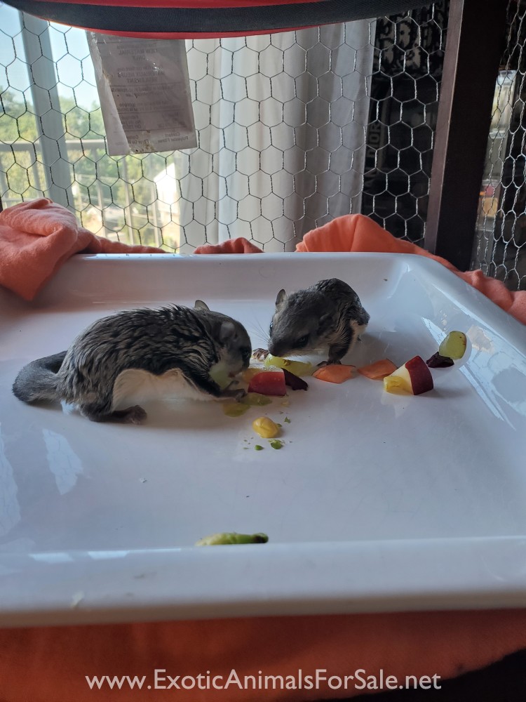 flying squirrel for Sale