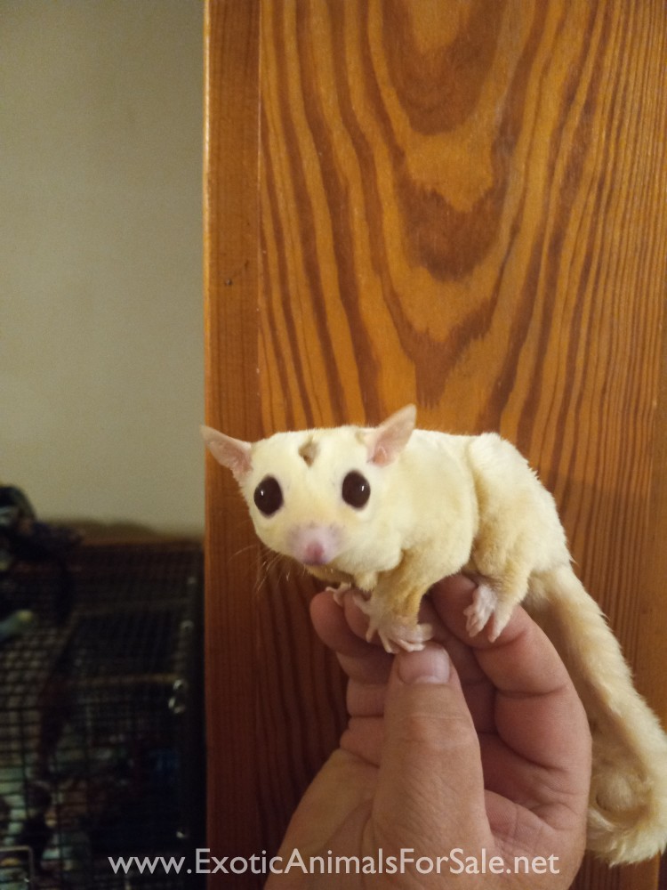1.1 Adult Proven Cremino Sugar Gliders for Sale. for Sale