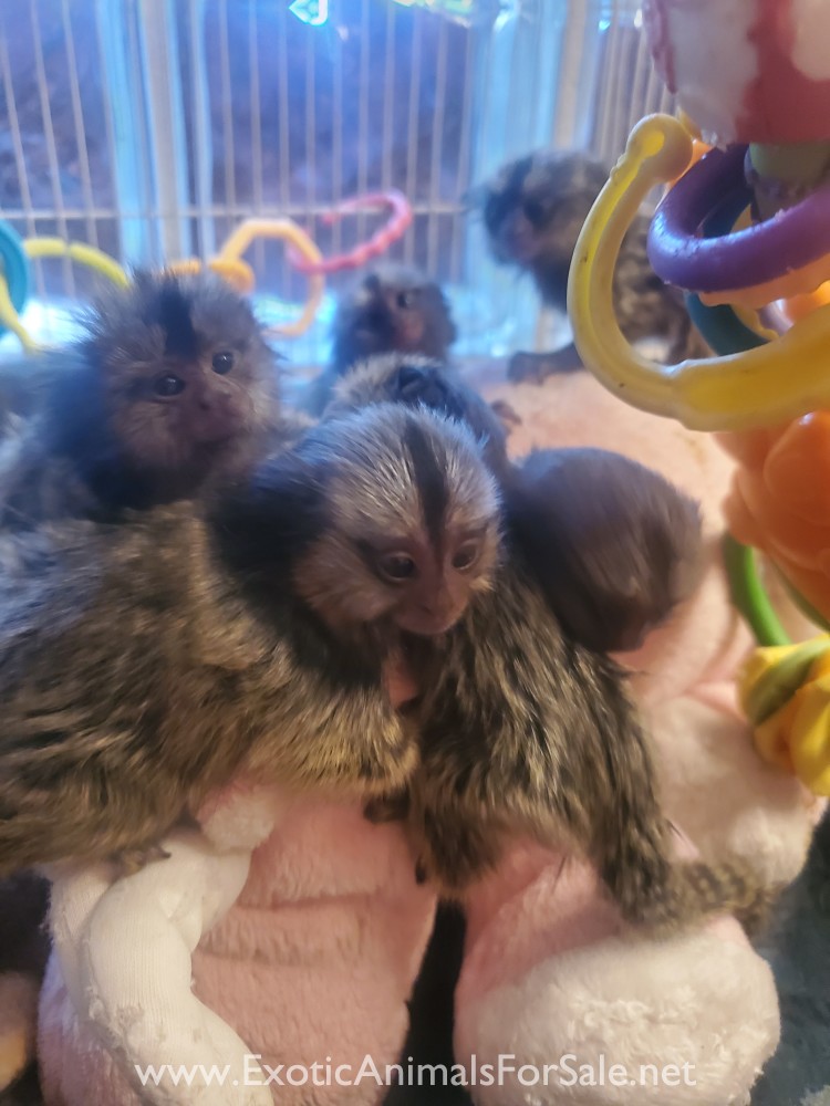 Marmoset babies finger monkeys for Sale