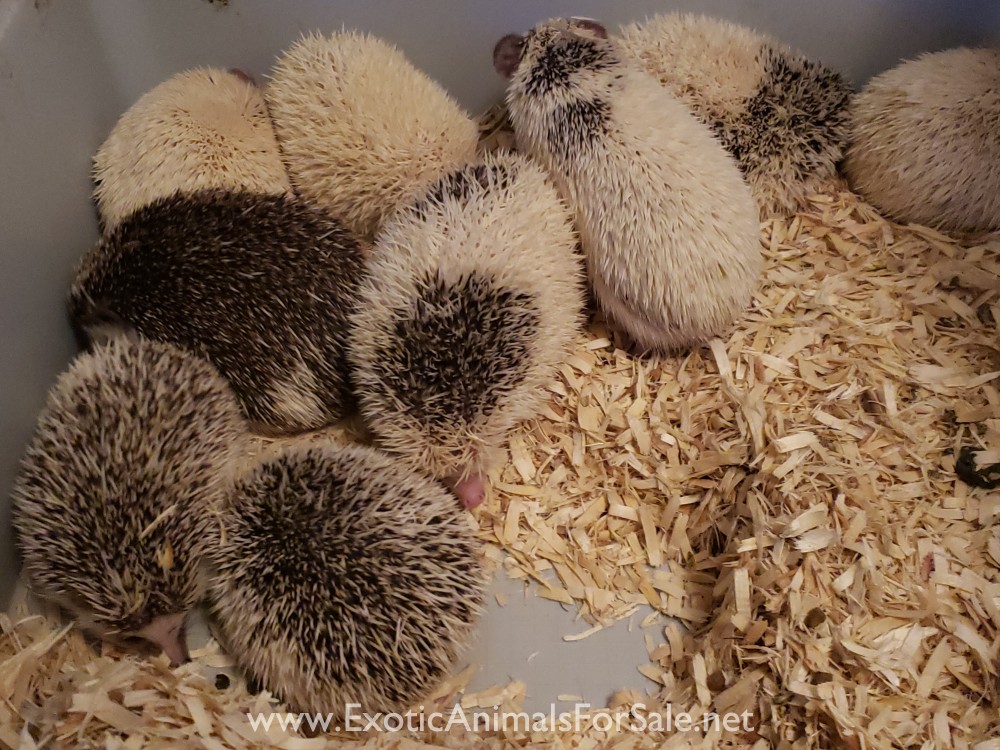 Hedgehogs for Sale