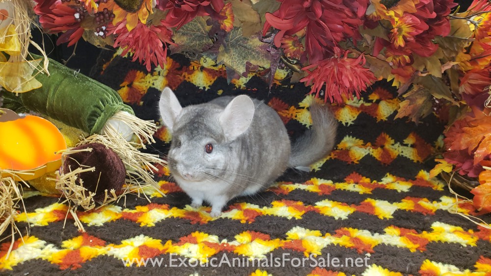 Chinchilla's for Sale