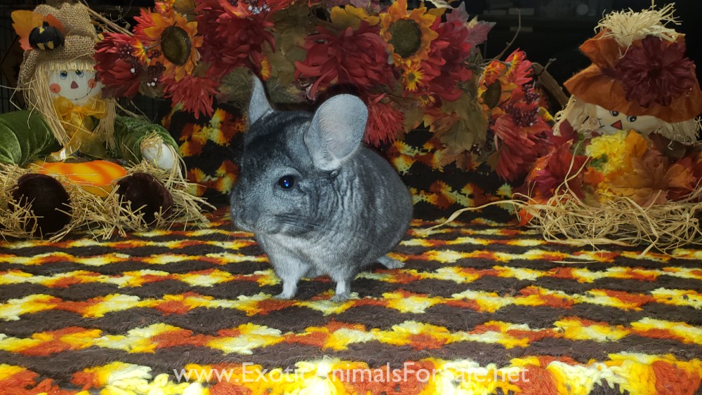 Chinchilla's for Sale