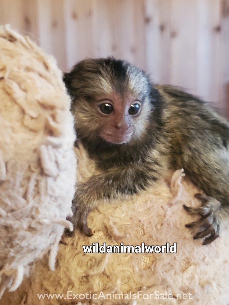 Marmoset finger monkey for Sale