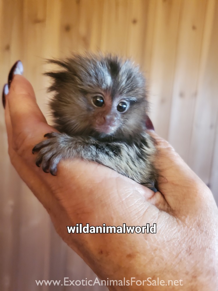 Marmoset finger monkey for Sale