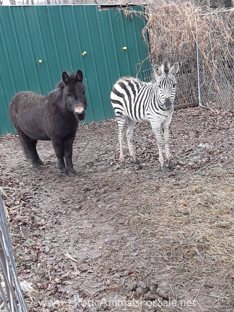 Zebra for Sale