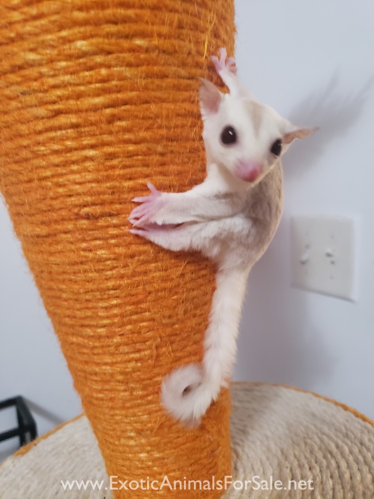 Sugar gliders for Sale