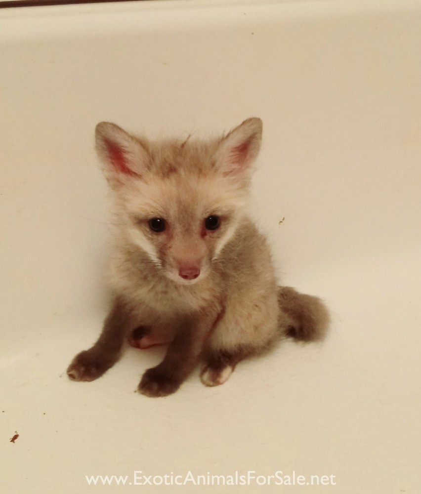 Red Soecies Fox Kits for Sale