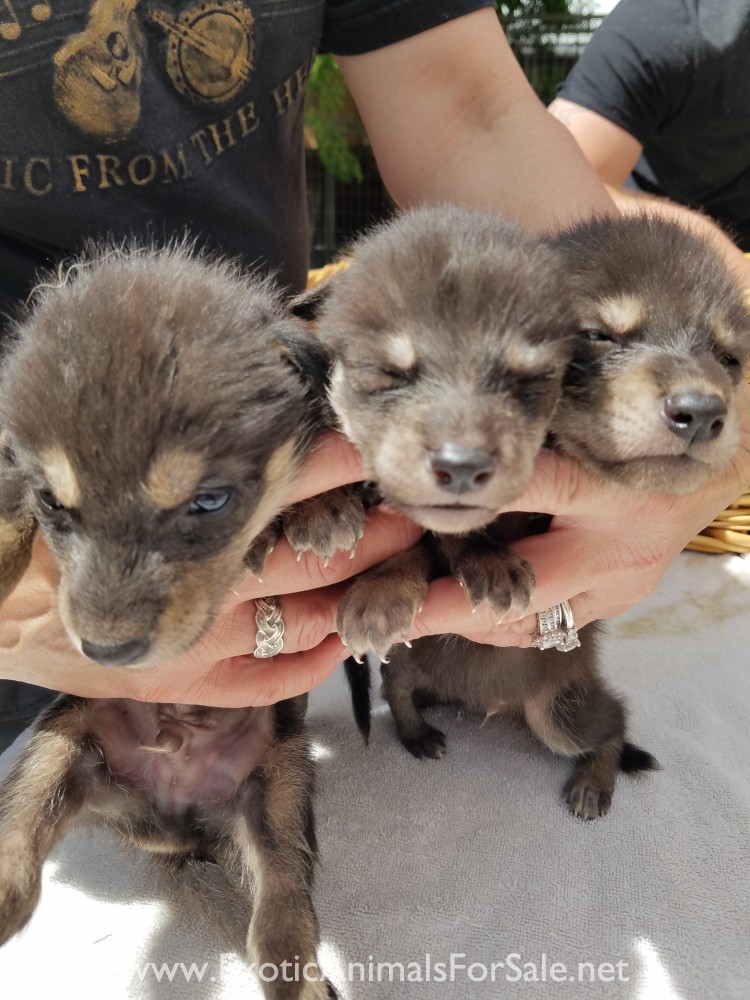 Color phase coyotes for Sale