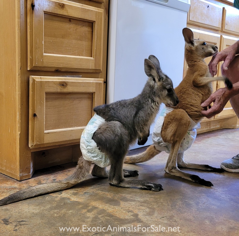 Wallaroo, neutered male for Sale