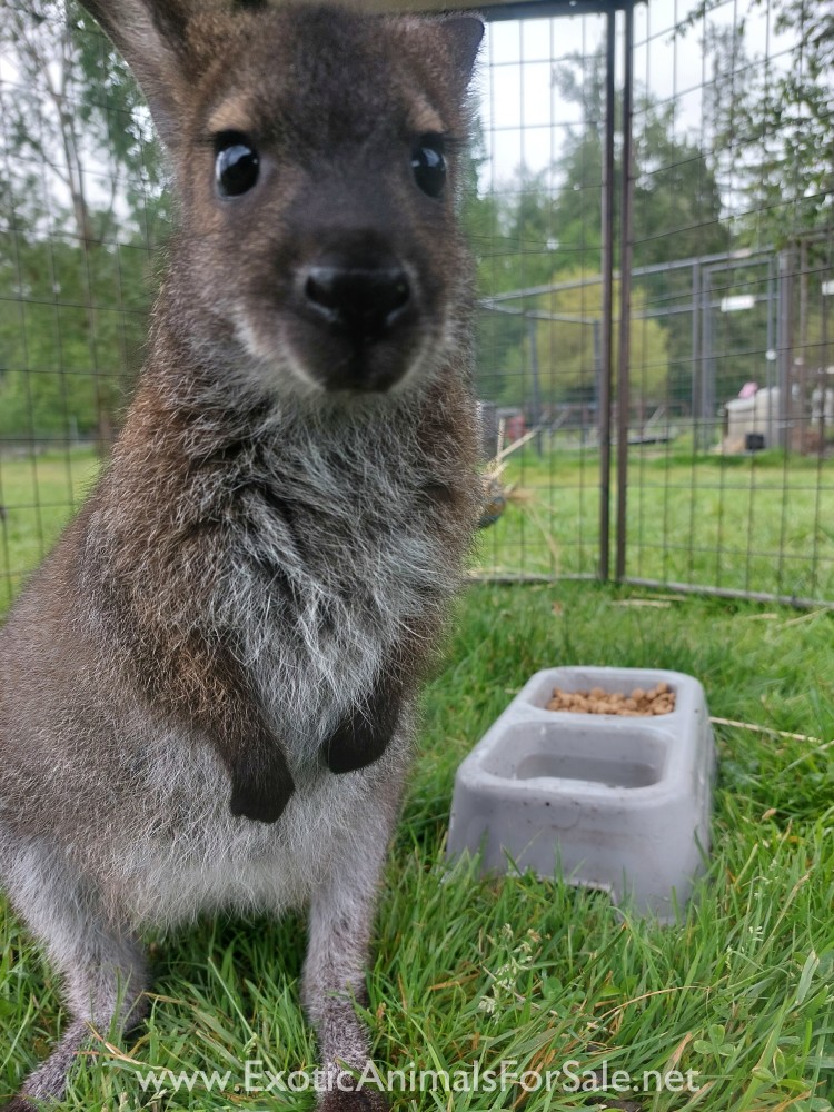 Bottle Raised Wallaby Joeys for Sale