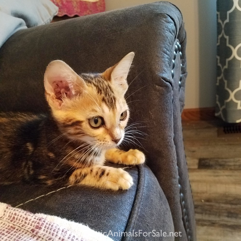 Bengal kittens. ( sbt, f2. f2) for Sale