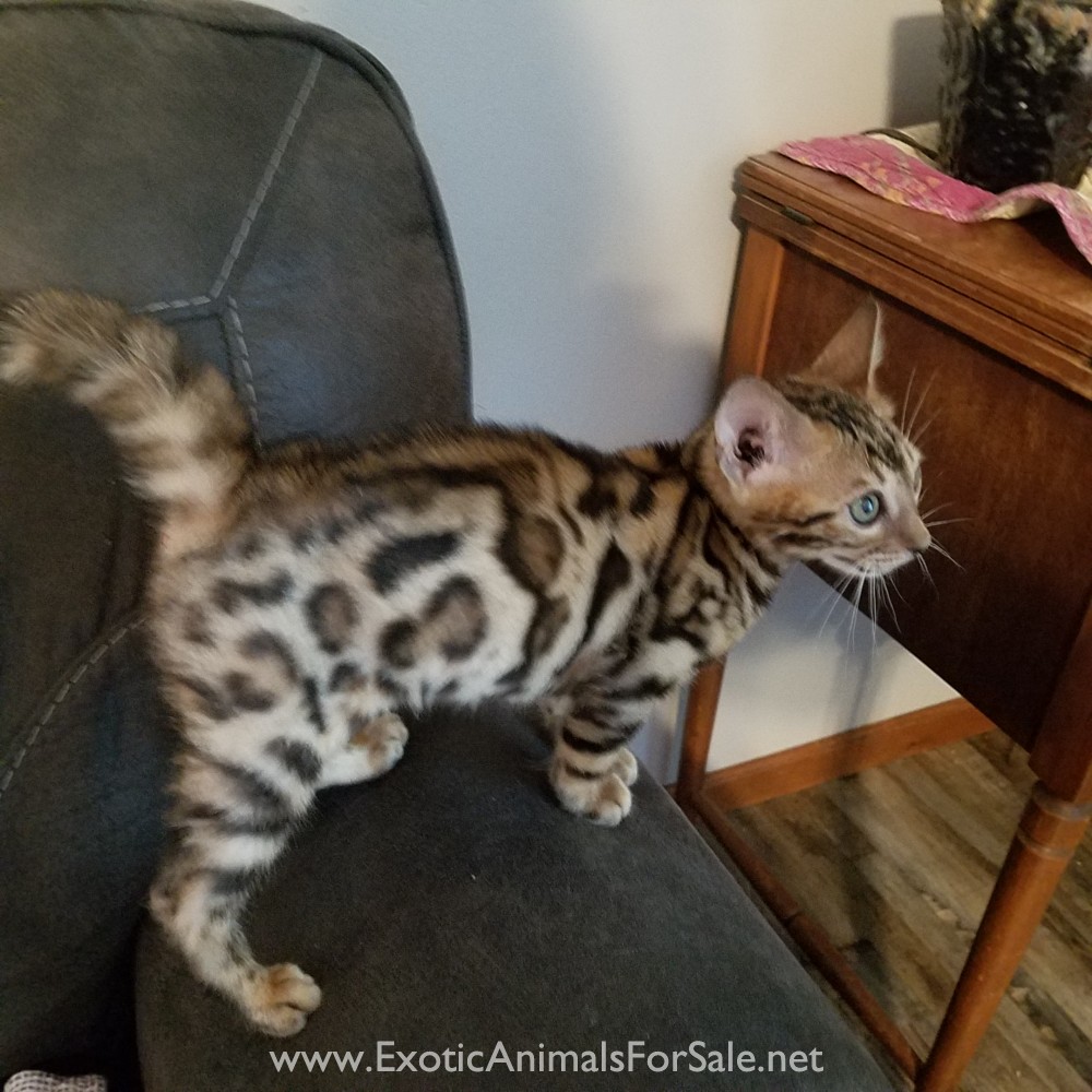 Bengal kittens. ( sbt, f2. f2) for Sale