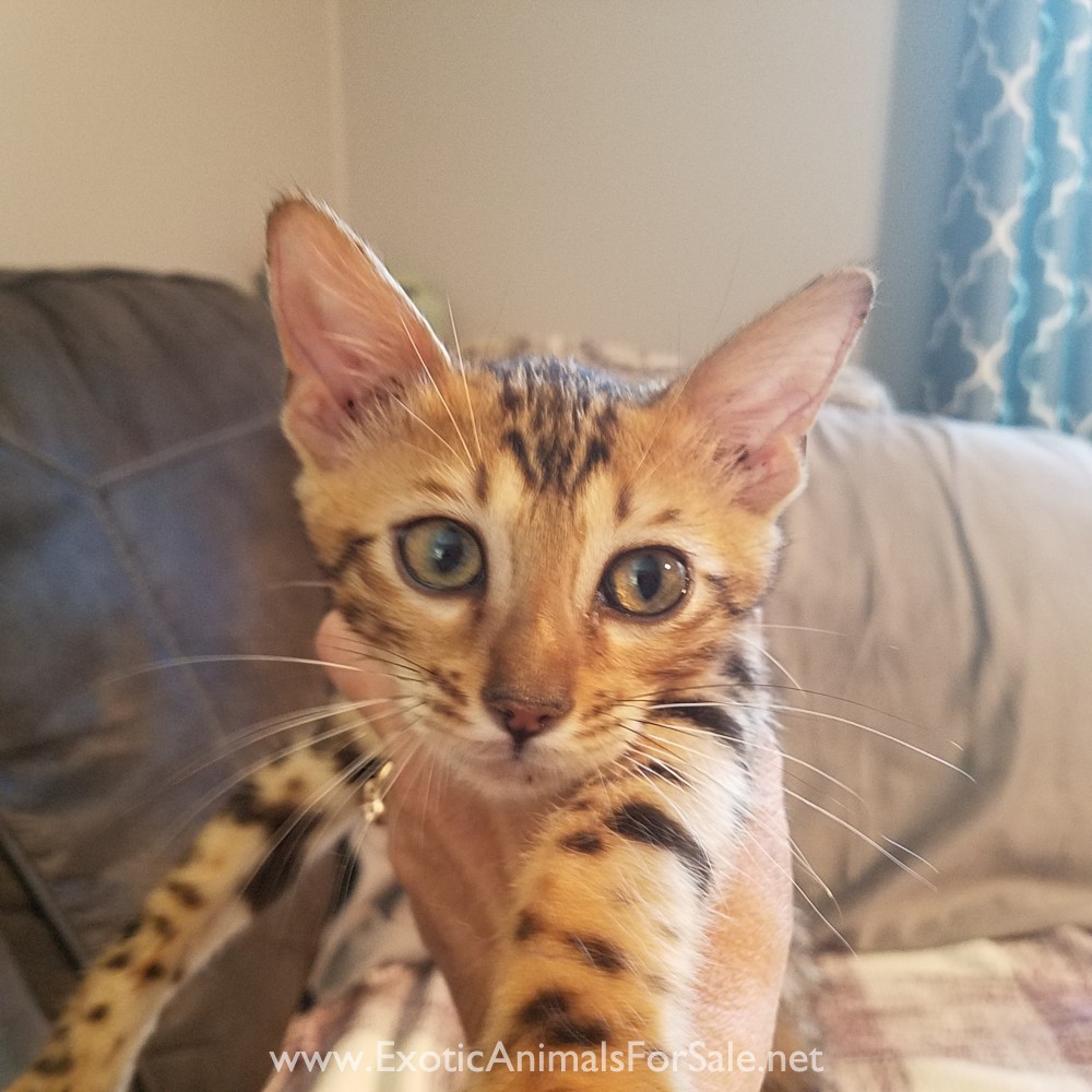 Bengal kittens. ( sbt, f2. f2) for Sale