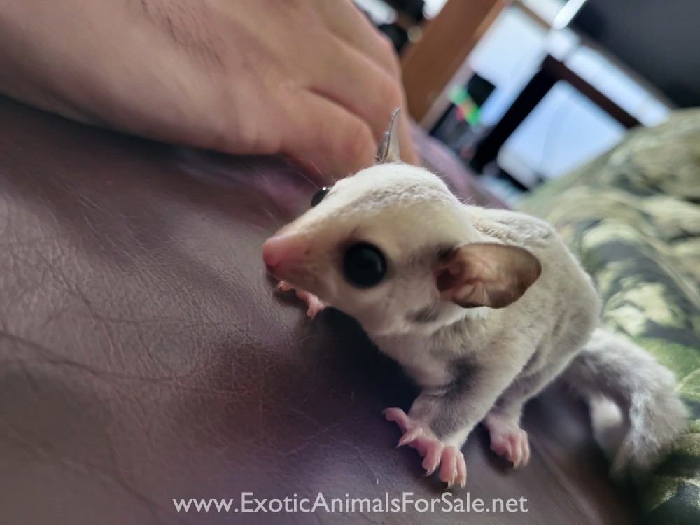Sugar Gliders For Sale