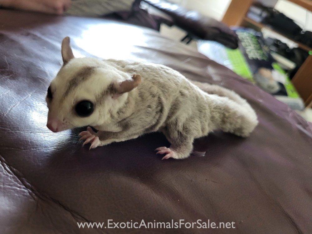 Sugar Gliders For Sale