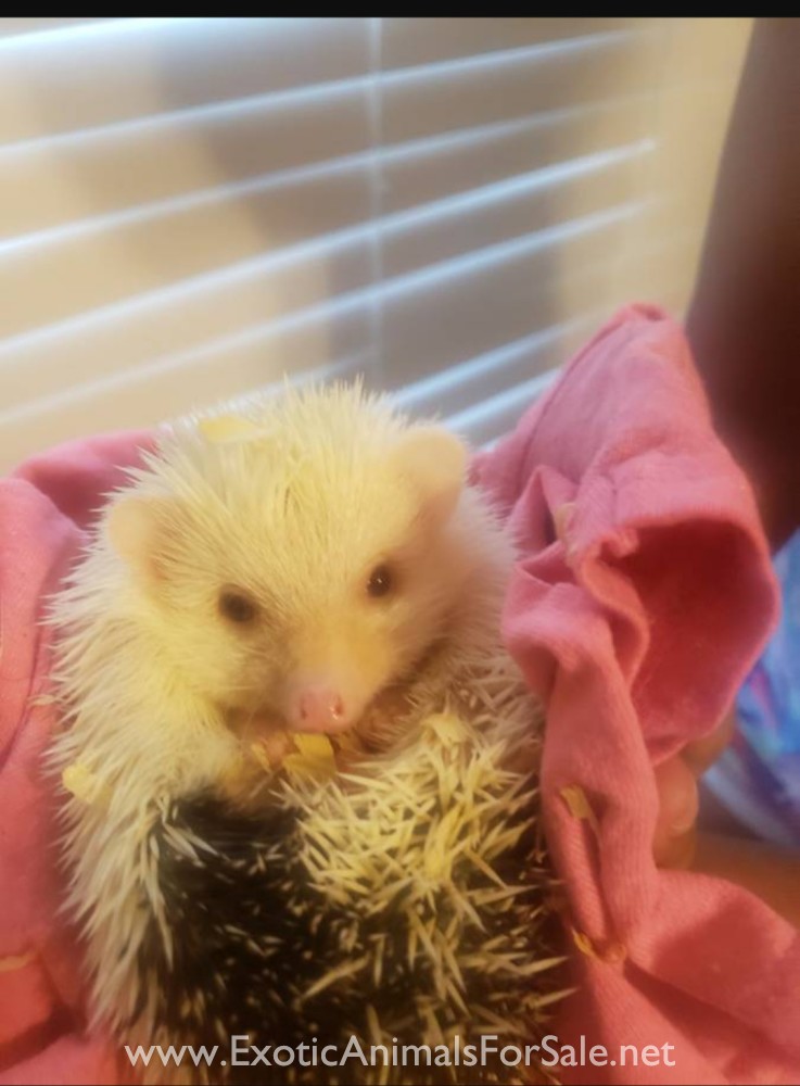 Female Hedgehog for Sale