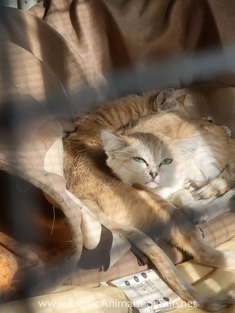 Rare sand cat pair for Sale