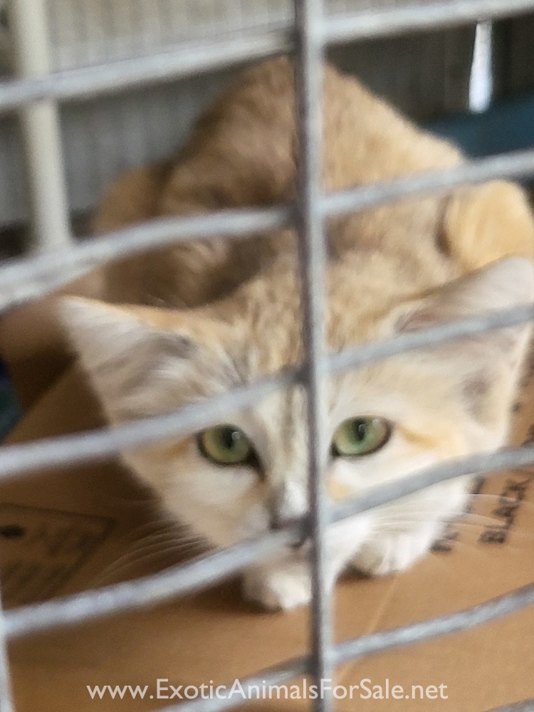 Rare sand cat pair for Sale