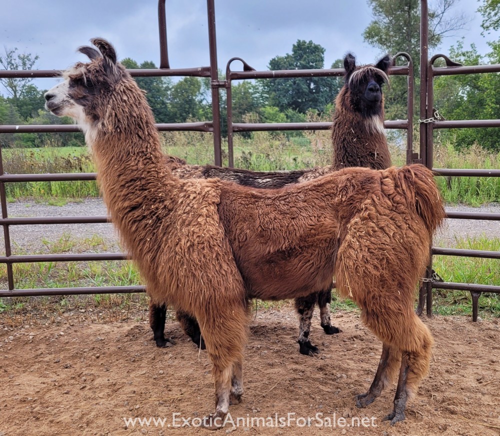 Miniature Llamas for Sale