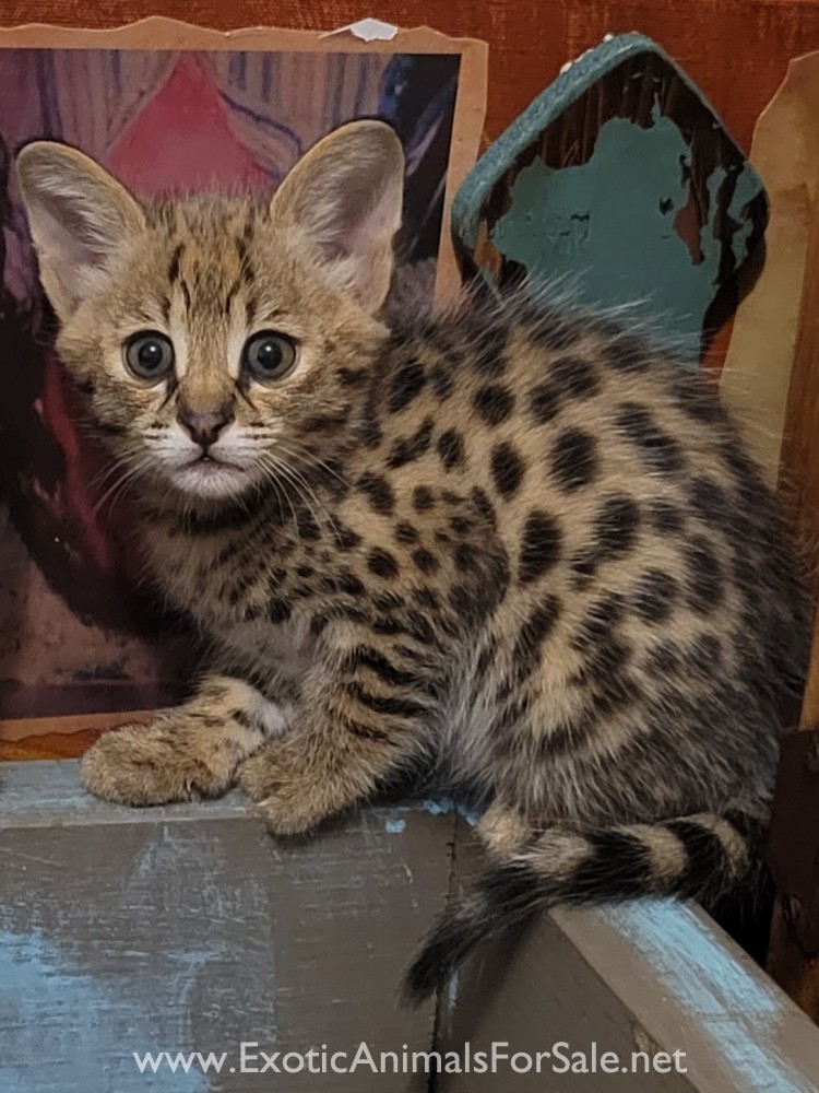 TICA F1 Savannah kittens for sale for Sale