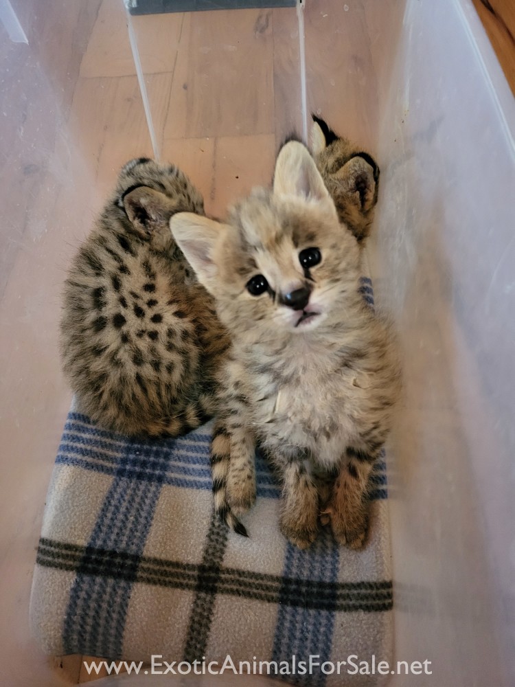 Serval kittens for Sale