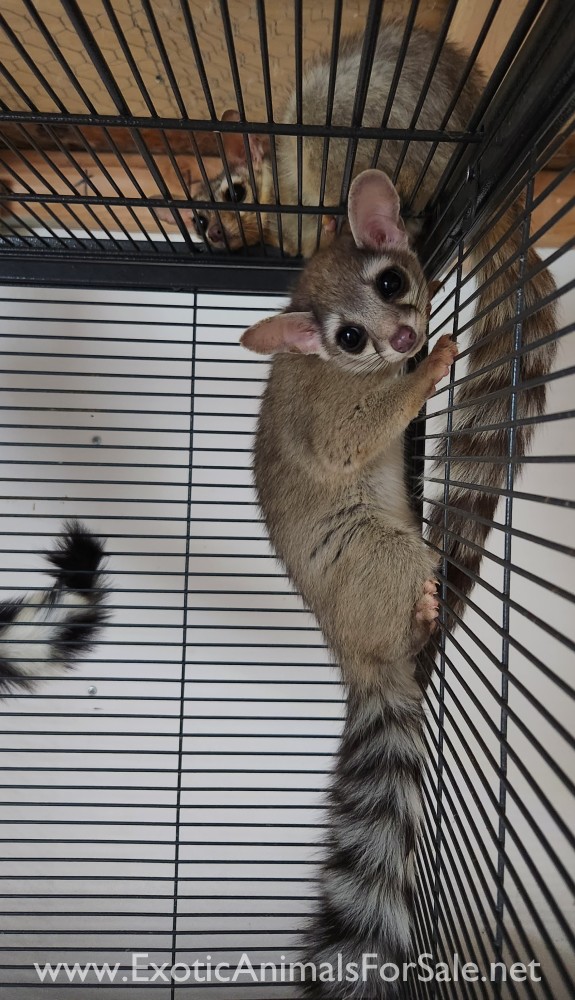 10 week old ringtail cat male for Sale