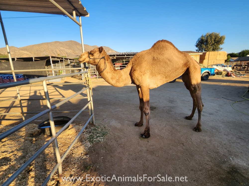 Camel Heifer for Sale