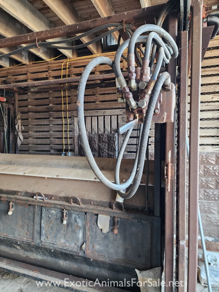 Elk Squeeze Chute for Sale