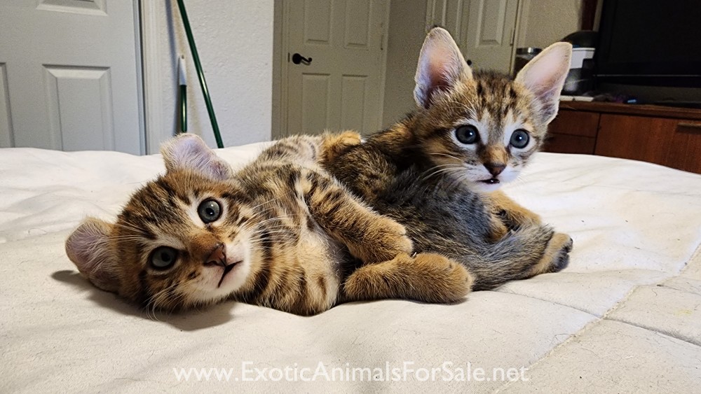 F4 jungle cat Savannah hybrid kittens for Sale