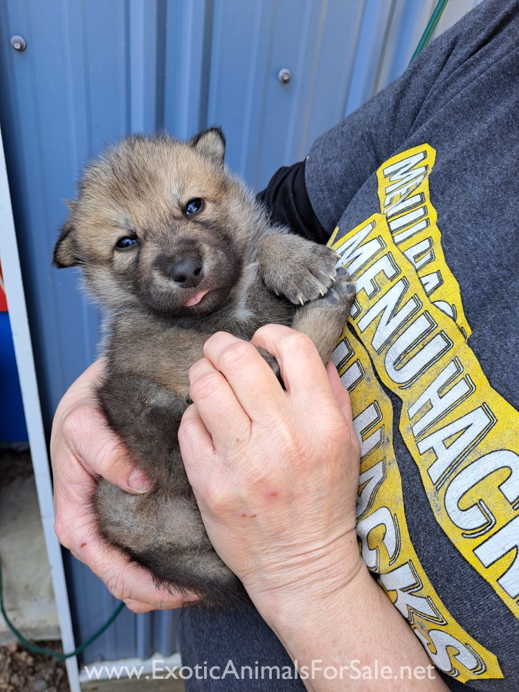 High content wolf hybrids for Sale