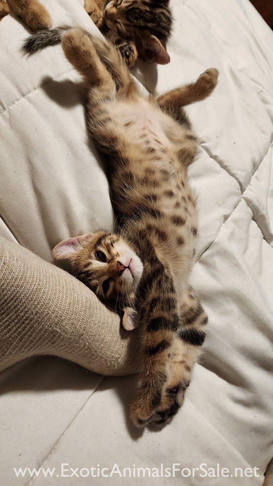 F4 jungle cat Savannah hybrid kittens for Sale