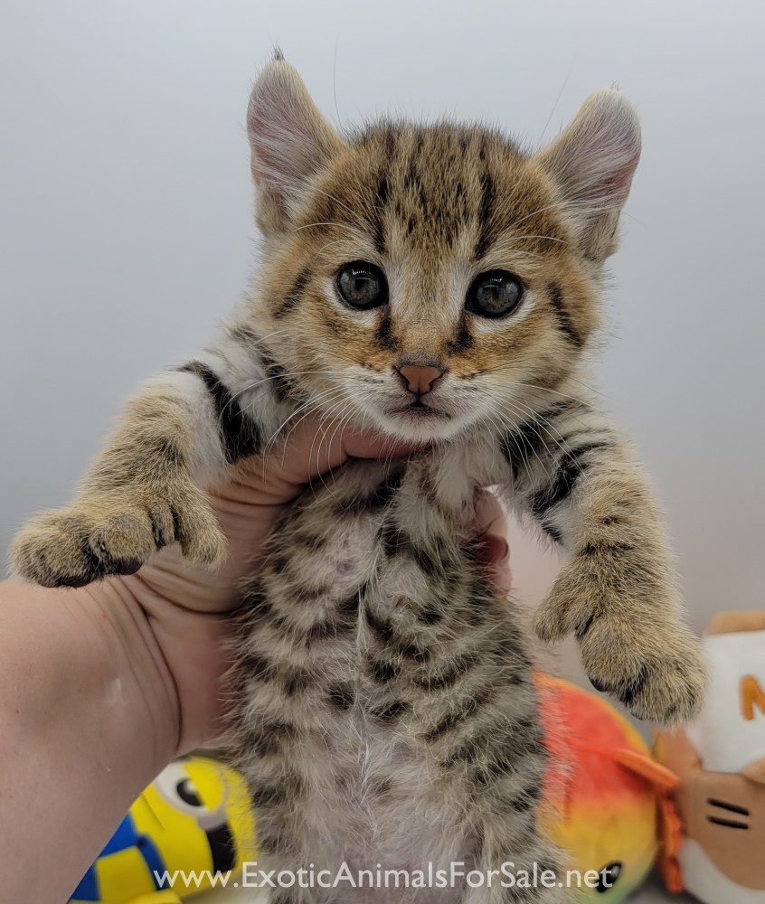 F1 Jungle Curl Kittens For Sale