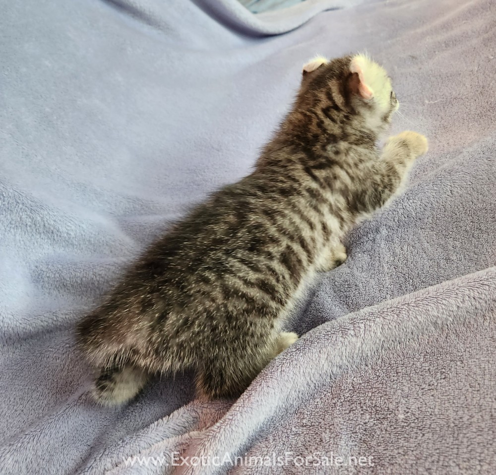 F2 Jungle Curl Kitten For Sale