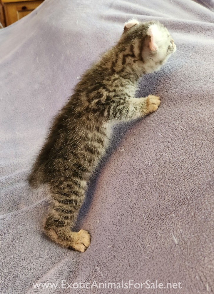 F2 Jungle Curl kitten for Sale