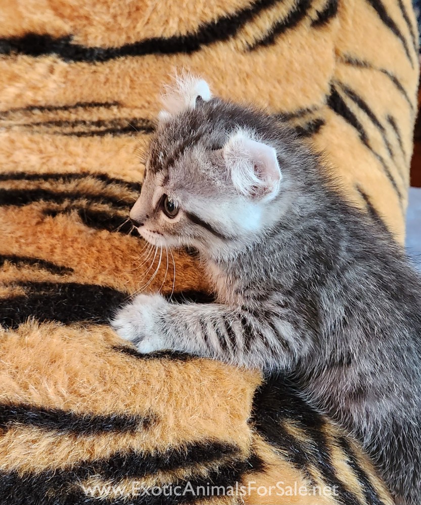 F2 Jungle Curl kitten for Sale