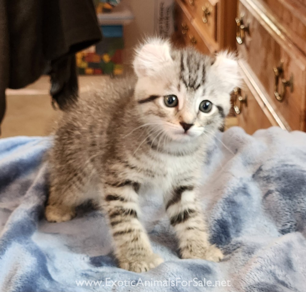 F2 Jungle Curl kitten for Sale