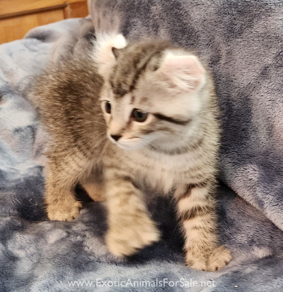 F2 Jungle Curl kitten for Sale