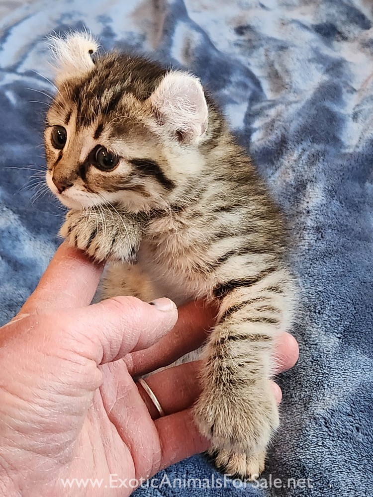 F2 Jungle Curl kitten for Sale
