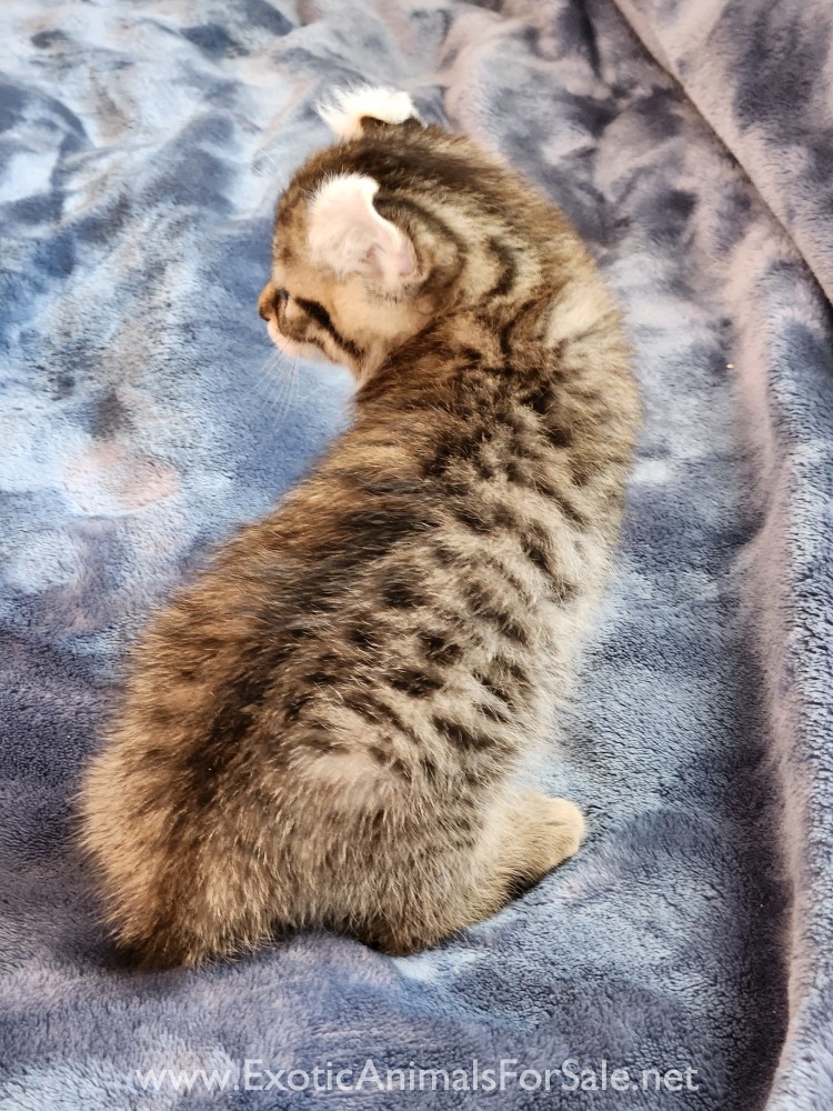 F2 Jungle Curl kitten for Sale