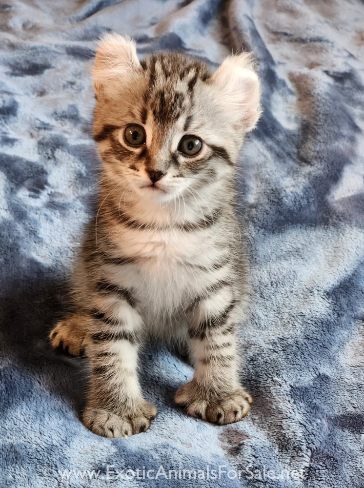 F2 Jungle Curl kitten for Sale