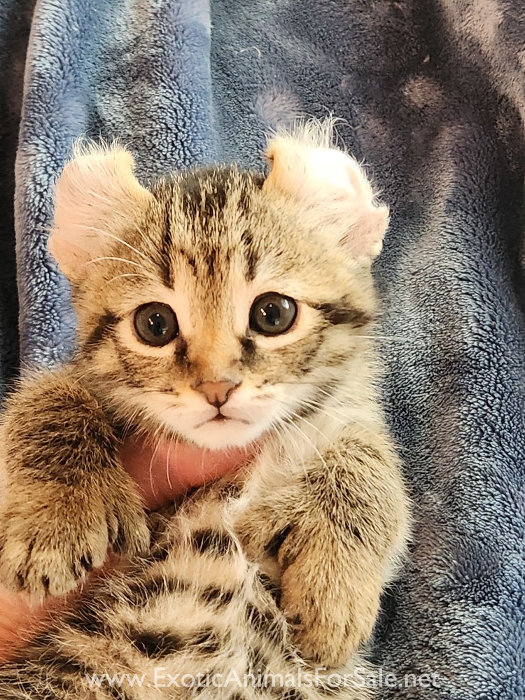 F2 Jungle Curl kitten for Sale