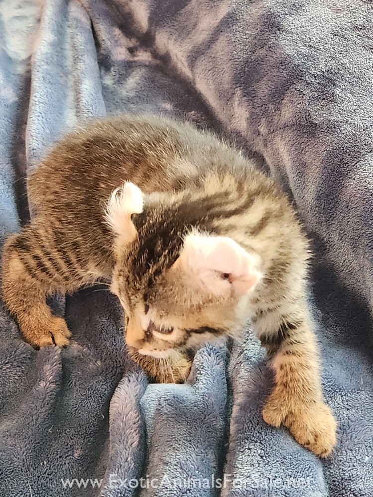 F2 Jungle Curl kitten for Sale