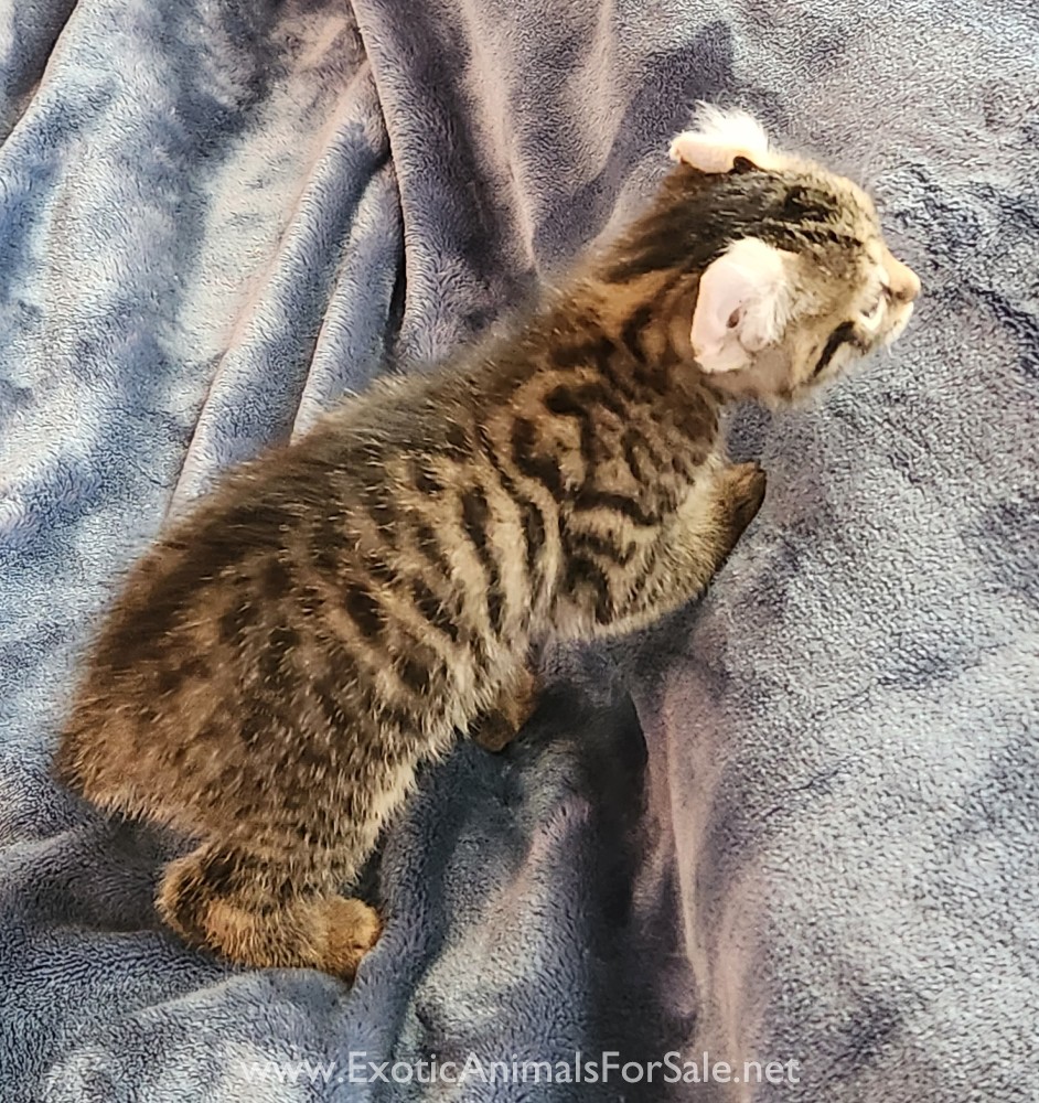 F2 Jungle Curl kitten for Sale